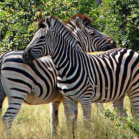 Kwalape Safari Lodge Kasane Exteriör bild