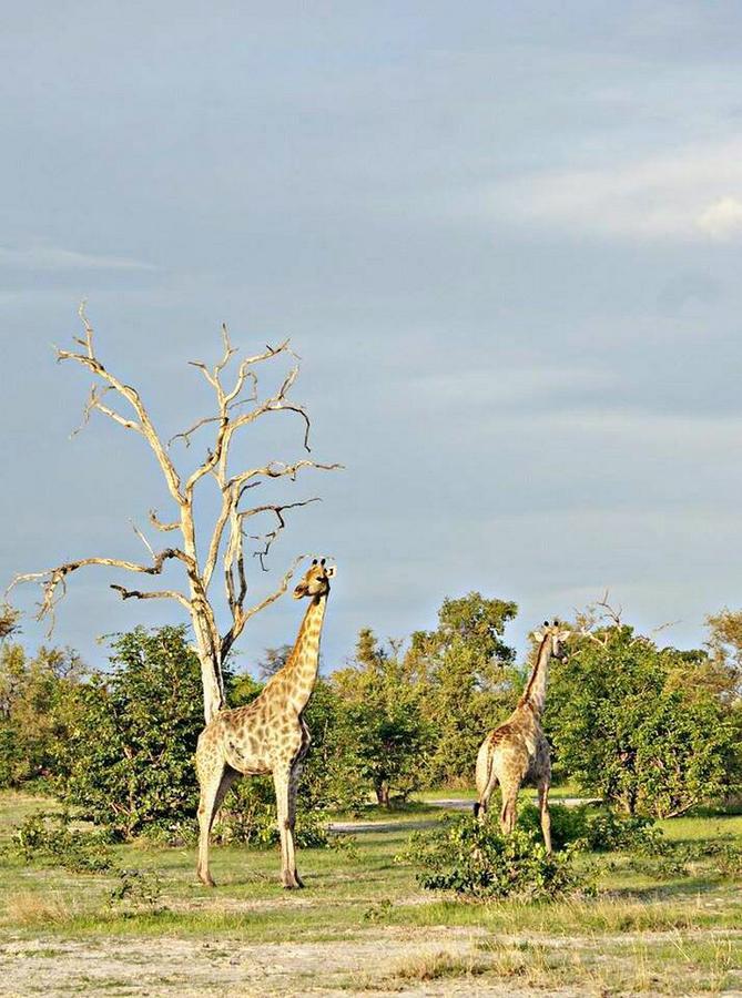 Kwalape Safari Lodge Kasane Exteriör bild