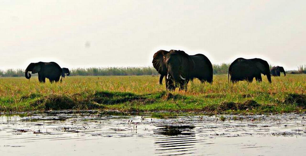Kwalape Safari Lodge Kasane Exteriör bild