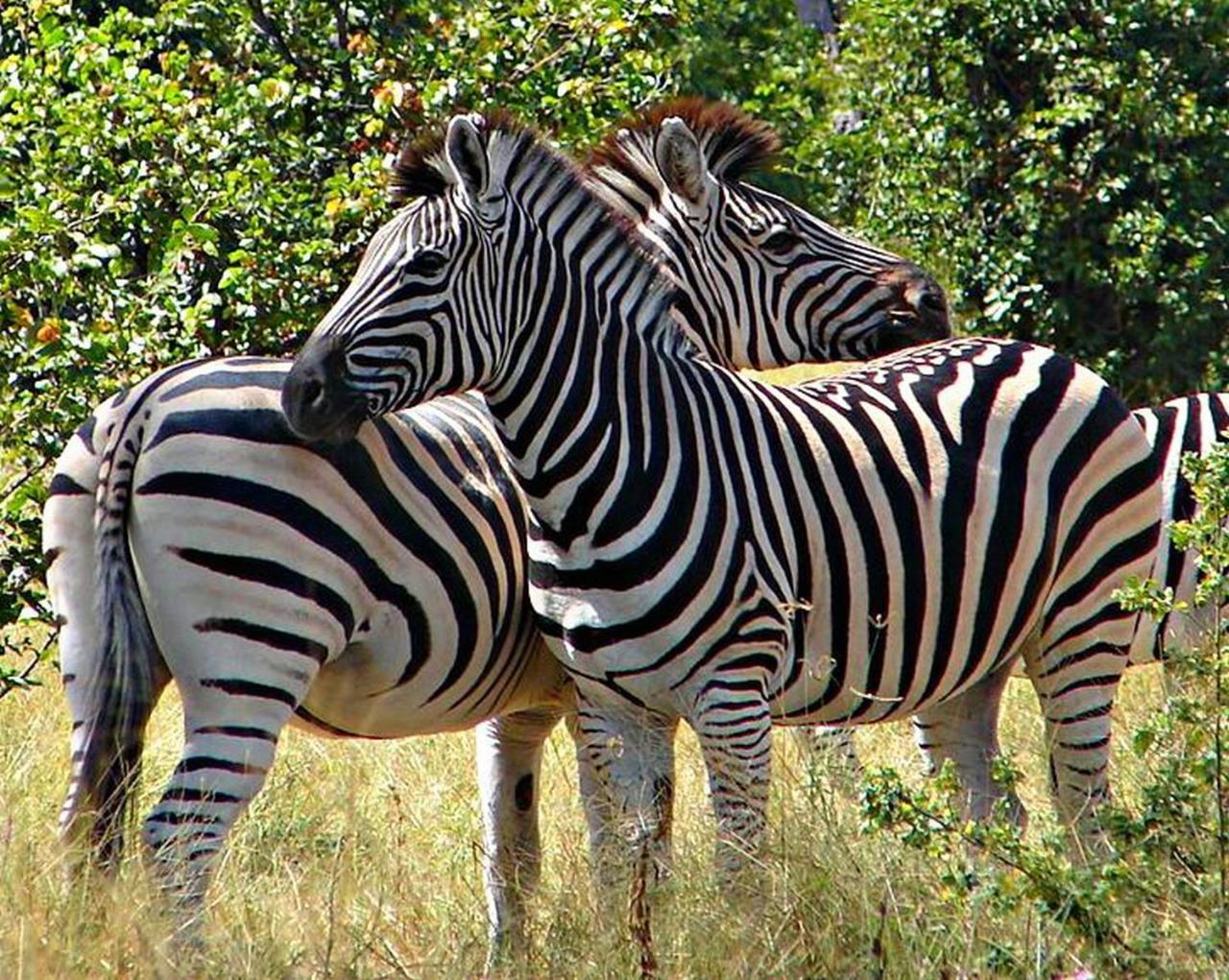 Kwalape Safari Lodge Kasane Exteriör bild